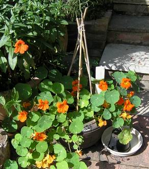 Seed packets and row label sticks