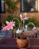 The outdoor lily light