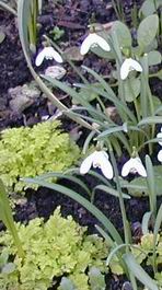 Snowdrops in our garden at 116 New Road
