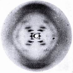 The X-ray photograph of a DNA single crystal