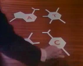 Watson with cardboard sections of the four base pairs