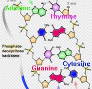 The four bases illustrated in the four allowed combinations