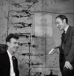The model of the DNA molecule built by Crick and Watson