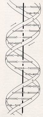 The diagram from the 1953 paper of Crick and Watson