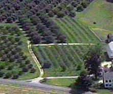 The lines of trees form Bragg planes